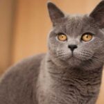 50+ Rekomendasi Nama Kucing Laki Laki Lucu, Indonesia, Islami dan Artinya