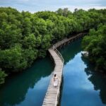 hutan mangrove