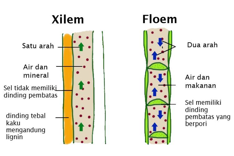 Pengertian, Komponen Penyusun, dan Perbedaan Jaringan Xilem dan Floem