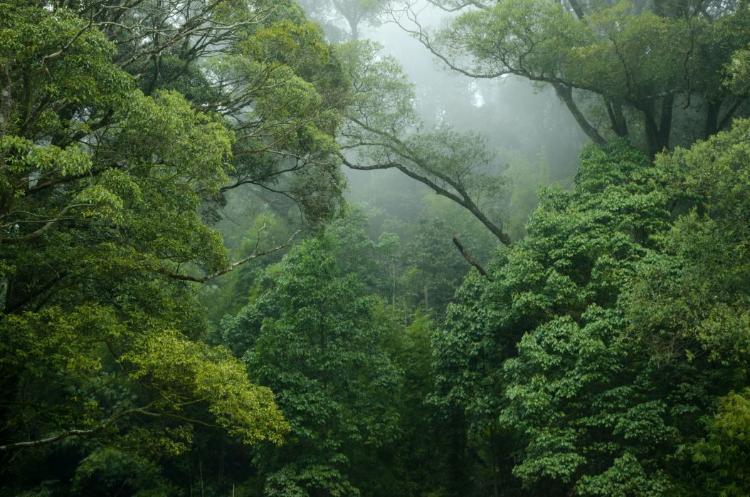 Mengenal Hutan Hujan Tropis