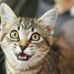 Nama Nama Kucing Kampung 1