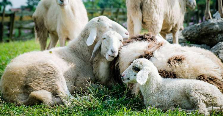 Cara Ternak Domba Modern dalam 4 Langkah