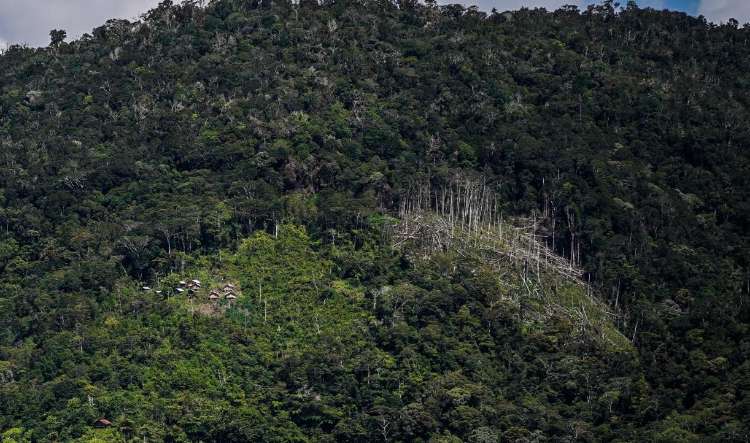 Fungsi Utama Hutan Lindung Indonesia