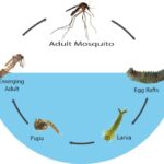 Mengenal Urutan Daur Hidup Nyamuk, Dimulai dari Telur Hingga Nyamuk Dewasa