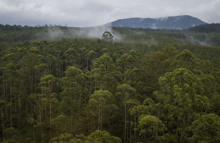 Pengertian Hutan Lindung Indonesia